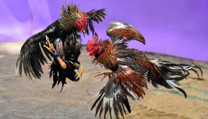 Chiến lược chơi đá gà 8US hiệu quả