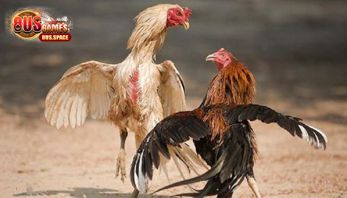 Hình thức cá cược trong đá gà cựa sắt